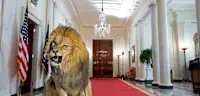 Satire Montage Löwe Weißes Haus