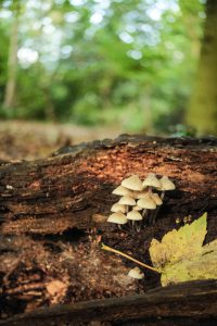 A cluster of small mushrooms grows on a fallen log in the forest, surrounded by soft, natural light. A yellow autumn leaf rests nearby, while the background blurs into a lush green, highlighting the calm and quiet woodland environment.
