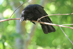 American Crow