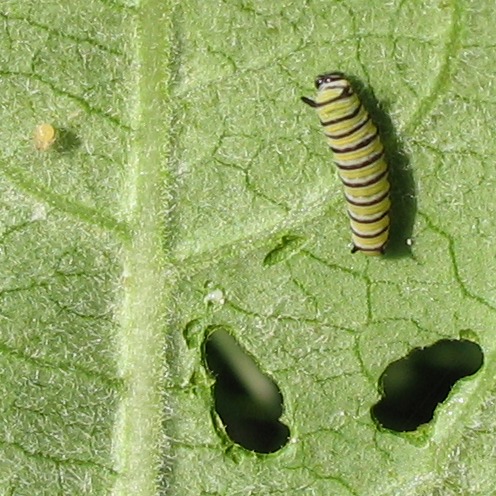 Datei:Monarch caterpillar and egg.jpg