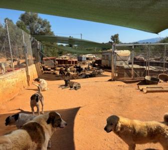 Unser Foto (©Cecile Klatt) zeigt das Gelände des Tierheims DASH